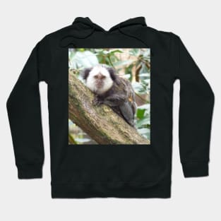 White Faced Marmoset Hoodie